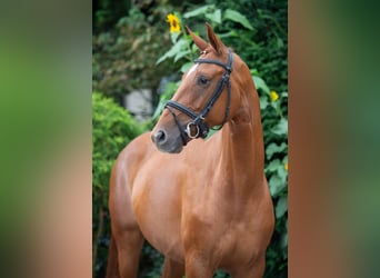 Oldenburger, Merrie, 7 Jaar, 167 cm, Vos