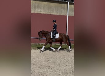 Oldenburger, Merrie, 7 Jaar, 168 cm, Bruin