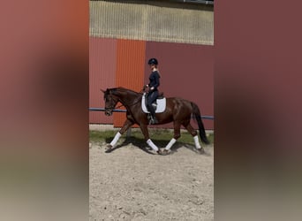 Oldenburger, Merrie, 7 Jaar, 168 cm, Bruin