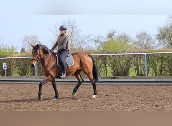 Oldenburger, Merrie, 7 Jaar, 168 cm, Bruin