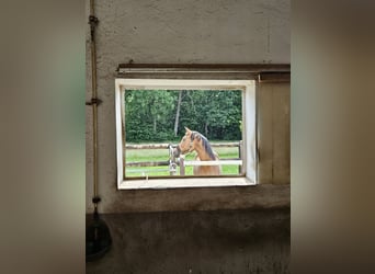 Oldenburger, Merrie, 7 Jaar, 168 cm, Bruin