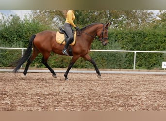 Oldenburger, Merrie, 7 Jaar, 168 cm, Bruin