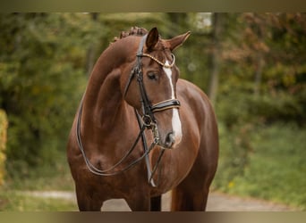 Oldenburger, Merrie, 7 Jaar, 168 cm, Donkere-vos