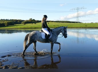 Oldenburger, Merrie, 7 Jaar, 168 cm, Schimmel