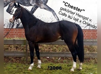 Oldenburger, Merrie, 7 Jaar, 168 cm, Zwart