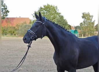 Oldenburger, Merrie, 7 Jaar, 168 cm, Zwart