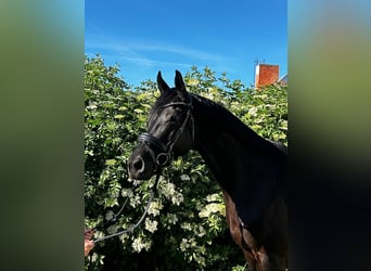 Oldenburger, Merrie, 7 Jaar, 168 cm, Zwartbruin