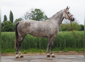 Oldenburger, Merrie, 7 Jaar, 169 cm, Appelschimmel