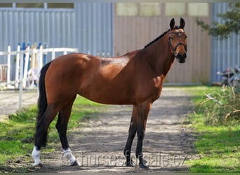 Oldenburger, Merrie, 7 Jaar, 169 cm, Brauner