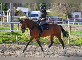 Oldenburger, Merrie, 7 Jaar, 169 cm, Brauner