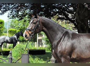 Oldenburger, Merrie, 7 Jaar, 170 cm, Donkerbruin