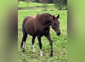 Oldenburger, Merrie, 7 Jaar, 170 cm, Donkere-vos