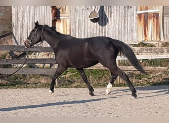 Oldenburger, Merrie, 7 Jaar, 170 cm, Zwart