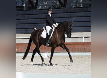 Oldenburger, Merrie, 7 Jaar, 170 cm, Zwart
