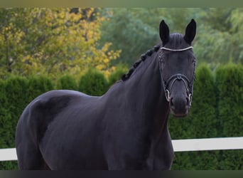 Oldenburger, Merrie, 7 Jaar, 170 cm, Zwart