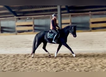 Oldenburger, Merrie, 7 Jaar, 170 cm, Zwart