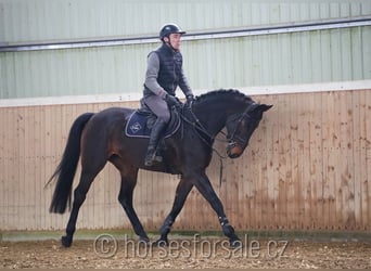 Oldenburger, Merrie, 7 Jaar, 170 cm, Zwartbruin