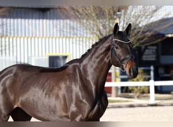 Oldenburger, Merrie, 7 Jaar, 171 cm, Zwartbruin