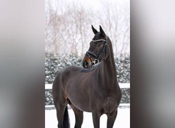 Oldenburger, Merrie, 7 Jaar, 171 cm, Zwartbruin