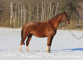 Oldenburger, Merrie, 7 Jaar, 172 cm, Vos