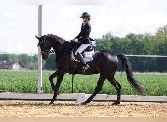 Oldenburger, Merrie, 7 Jaar, 172 cm, Zwart