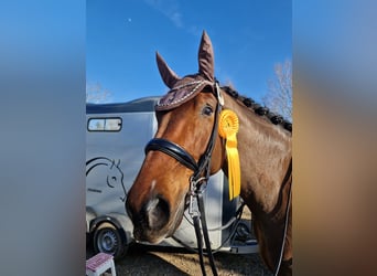 Oldenburger, Merrie, 7 Jaar, 174 cm, Roodbruin