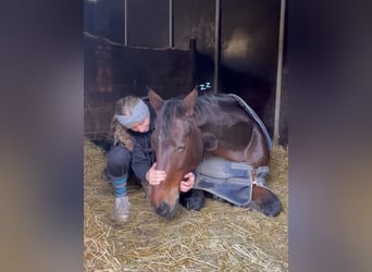 Oldenburger, Merrie, 7 Jaar, 175 cm, Bruin