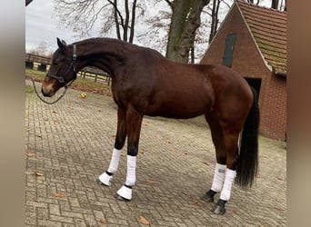 Oldenburger, Merrie, 7 Jaar, 175 cm, Bruin