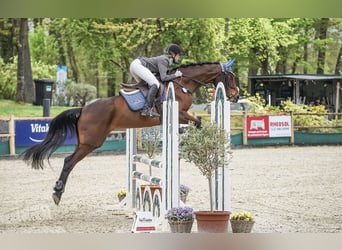 Oldenburger, Merrie, 7 Jaar, 175 cm, Bruin