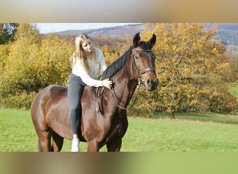 Oldenburger, Merrie, 7 Jaar, 175 cm, Bruin