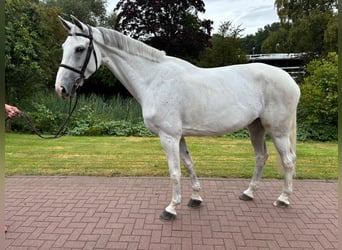 Oldenburger, Merrie, 7 Jaar, 175 cm, Schimmel