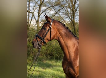 Oldenburger, Merrie, 7 Jaar, 177 cm, Vos