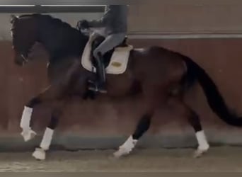 Oldenburger, Merrie, 7 Jaar, 178 cm, Bruin