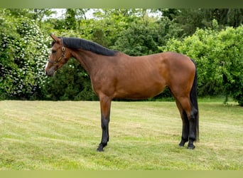 Oldenburger, Merrie, 7 Jaar, 180 cm, Roodbruin