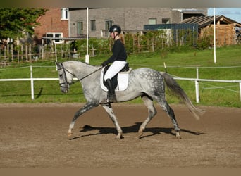 Oldenburger, Merrie, 7 Jaar, Schimmel