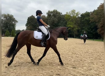Oldenburger, Merrie, 8 Jaar, 160 cm, Bruin