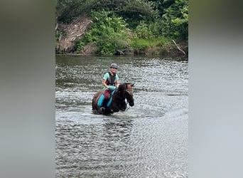 Oldenburger, Merrie, 8 Jaar, 160 cm, Bruin