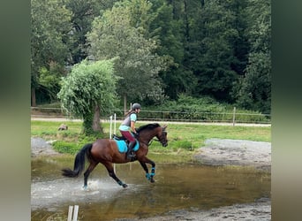 Oldenburger, Merrie, 8 Jaar, 160 cm, Bruin