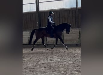 Oldenburger, Merrie, 8 Jaar, 162 cm, Bruin