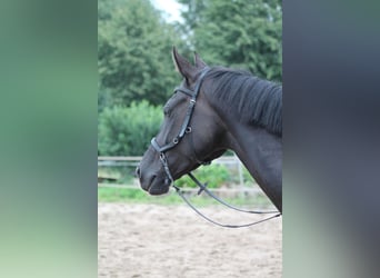 Oldenburger, Merrie, 8 Jaar, 164 cm, Zwart