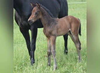 Oldenburger, Merrie, 8 Jaar, 164 cm, Zwart