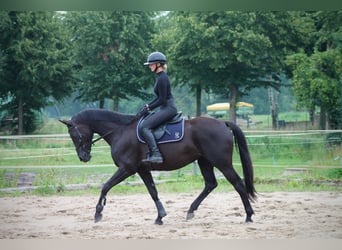 Oldenburger, Merrie, 8 Jaar, 164 cm, Zwart