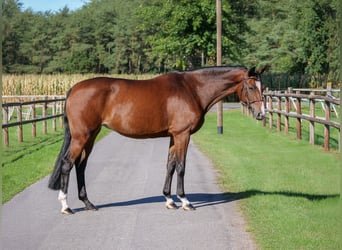 Oldenburger, Merrie, 8 Jaar, 165 cm, Bruin