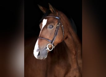 Oldenburger, Merrie, 8 Jaar, 165 cm, Bruin