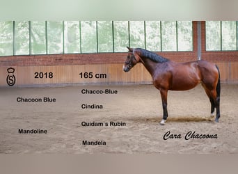 Oldenburger, Merrie, 8 Jaar, 165 cm, Bruin