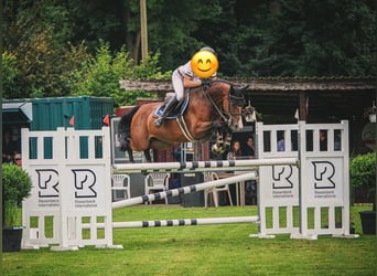 Oldenburger, Merrie, 8 Jaar, 165 cm, Bruin