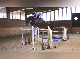 Oldenburger, Merrie, 8 Jaar, 165 cm, Bruin