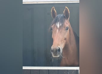 Oldenburger, Merrie, 8 Jaar, 165 cm, Donkere-vos