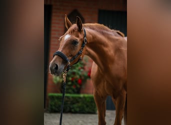 Oldenburger, Merrie, 8 Jaar, 165 cm, Vos