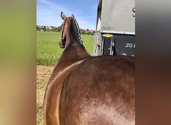 Oldenburger, Merrie, 8 Jaar, 166 cm, Bruin